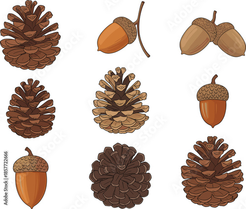 Collection of pine cone and acorn vector illustrations featuring various brown seed cones and oak tree nuts for autumn nature design.