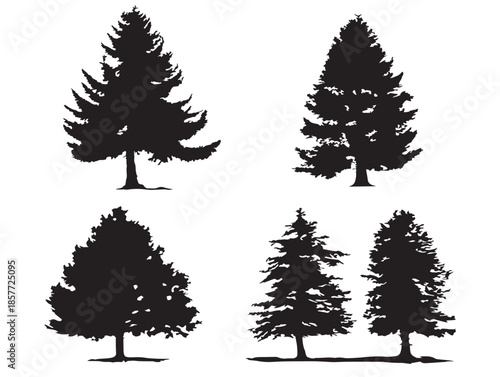 A beautiful collection of four detailed black cedar tree silhouette vector illustrations