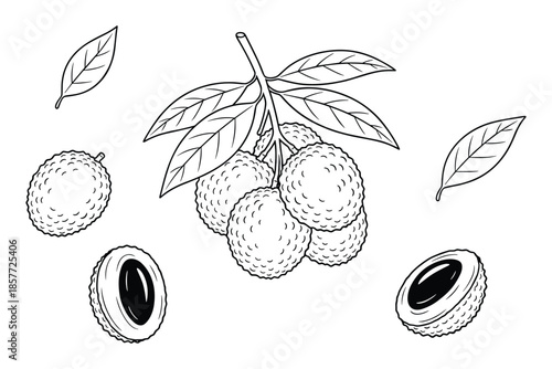 Illustration of lychee with leaves and a half in vector format on transparent backdrop.