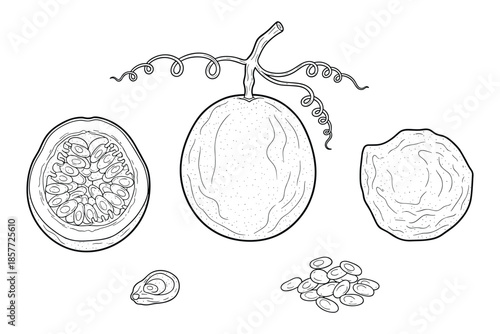 Passion fruit graphic set vector illustration of fruit slices and seeds in outline style