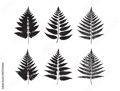 A lovely and detailed fern frond silhouette vector icon collection