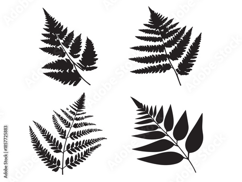 A gorgeous and intricate set of fern leaf silhouette illustrations
