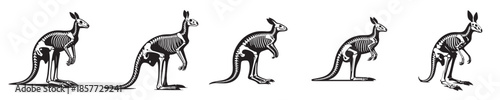 a set of kangaroo skeleton silhouette vectors