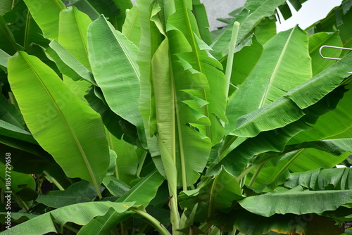 Banana leaves - Close up detail of banana leaves. Banana leaves on the garden