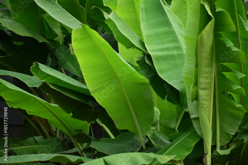 Banana leaves - Close up detail of banana leaves. Banana leaves on the garden