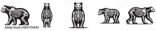 vector set of bear bone skeleton silhouettes