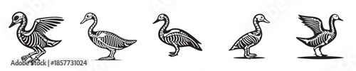 vector set of duck bone skeleton silhouettes