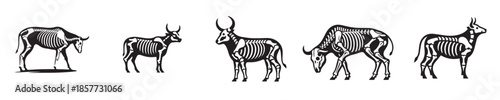 vector set of cow bone skeleton silhouettes