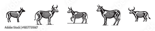 vector set of cow bone skeleton silhouettes