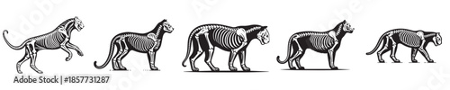 vector set of tiger bone skeletons