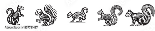 vector set of squirrel bone skeletons
