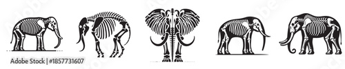 vector set of elephant bone skeleton silhouettes