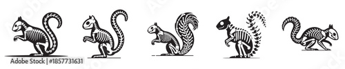 vector set of squirrel bone skeletons