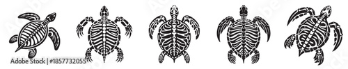 a set of silhouette turtle skeleton vectors