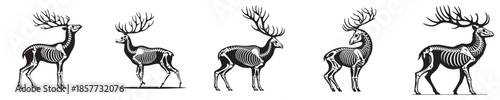 vector set of skeleton deer bones silhouettes