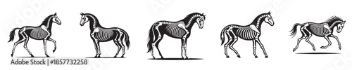 vector set of horse bone skeletons