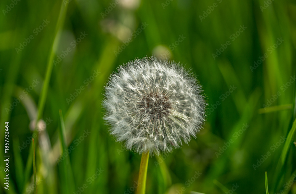Fototapeta premium Dandelion on green grass, taken with Macro