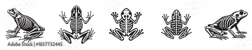 vector set of frog skeleton bones silhouettes