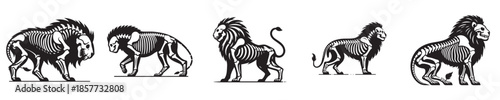 vector set of skeleton lion bones silhouettes