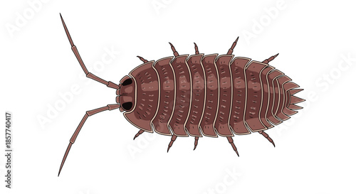 Detailed top-down illustration of a common pill bug or woodlouse with its segmented brown shell and antennae on a white background.