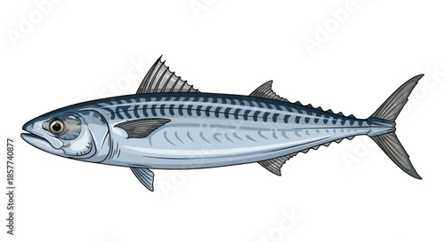 Detailed illustration of single mackerel fish showing blue stripes and fins against plain white background for food or biology.