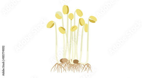 Fresh bean sprouts with long white stems and yellow seed heads, showing roots at the bottom for healthy vegetable ingredients.