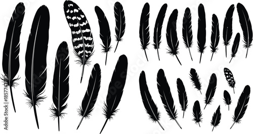 Collection of black bird feather silhouettes and detailed quill plumes, featuring various wing feathers and decorative artistic sketches for nature and graphic design projects