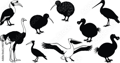 Exotic Flightless And Rare Bird Silhouettes Set, Kiwi Dodo Ostrich Pelican Toucan Species, Isolated Black Wildlife Vector Illustration For Education And Design