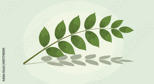 Green leafy branch from a tree shown with its soft shadow on a light green background for botanical or natural themes.