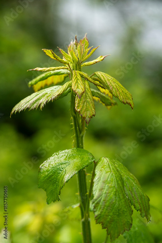 Green tea leaf isolated on white background
