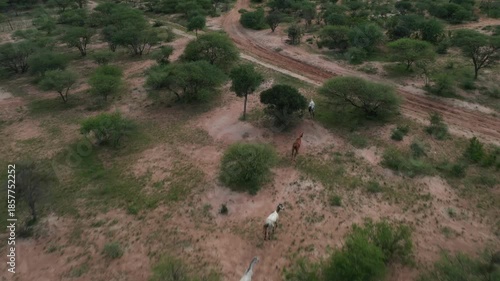 aerial view of horses galloping running in the african green bush, acacia trees and shrubs, daytime, Botswana, Africa.