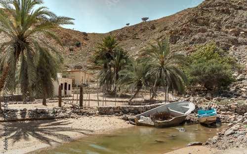 palm trees on the Haffah Qadema Beach, Oman
