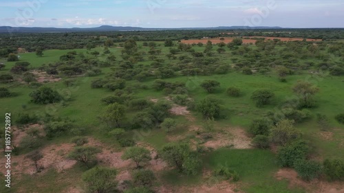 aerial view of african green bush, acacia trees and shrubs, daytime, Botswana, Africa.
