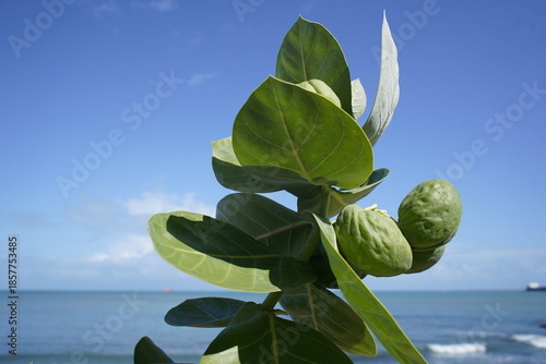 Calotropis procera is a medicinal plant. Plant parts, especially the bark and leaves, are used medicinally. On Mirelles beach, Fortaleza - Ceará, Brazil.