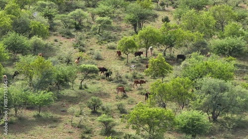 aerial view, cows and cattle grazing in the bushveld , acacia and bushwillow, Southern Africa tall grasses and scattered trees and shrubs, Botswana
