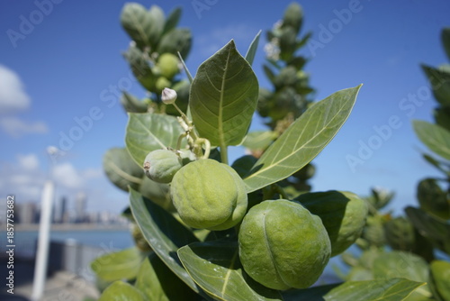 Calotropis procera is a medicinal plant. Plant parts, especially the bark and leaves, are used medicinally. On Mirelles beach, Fortaleza - Ceará, Brazil.