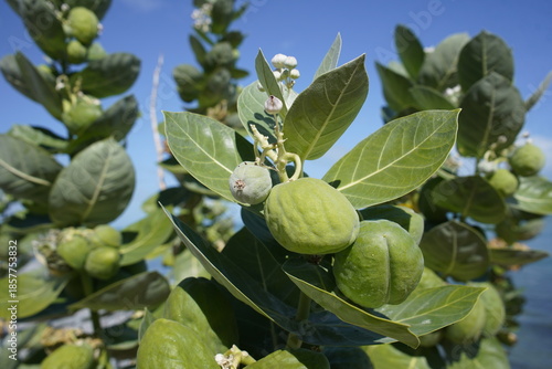 Calotropis procera is a medicinal plant. Plant parts, especially the bark and leaves, are used medicinally. On Mirelles beach, Fortaleza - Ceará, Brazil.