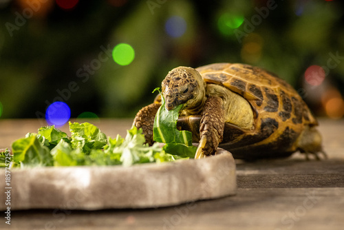 Slika na platnu Russian tortoise (Testudo horsfieldii) portrait with colorful bokeh background