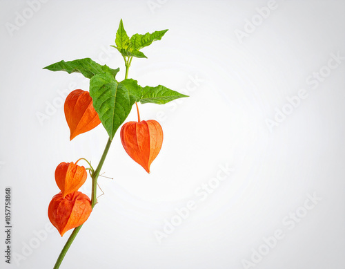 식물-꽈리-꽈리줄기-꽈리가지-꽈리주머니-꽈리꽃-꽈리열매-꽈리씨앗-꽈리잎