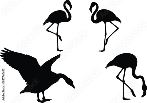 Set of isolated black vector silhouettes featuring standing and feeding flamingos and a flapping goose on white background.
