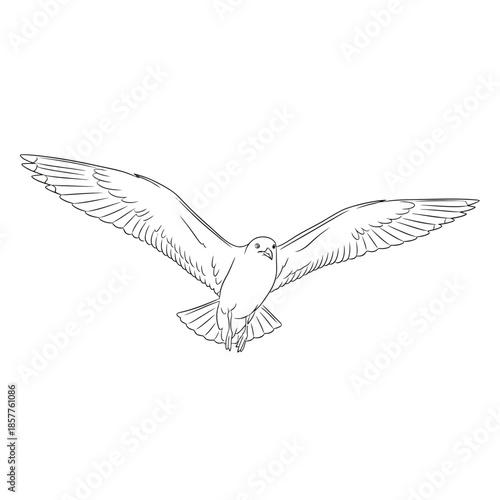 flying seagull isolated on white