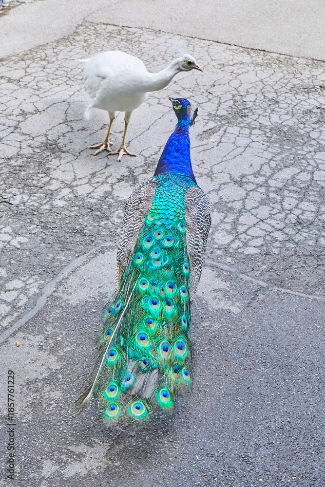 Obraz premium A blue peacock and a rare albino peacock strut around the zoo.