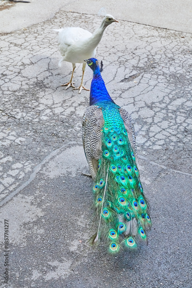 Obraz premium A blue peacock and a rare albino peacock strut around the zoo.