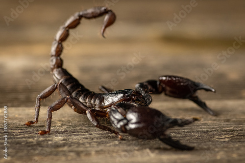 Close-up of an Asian forest scorpion (Heterometrus species) photographed with shallow depth of field on a natural surface. Concept of arthropods, exotic pets, wildlife, and macro animal photography.