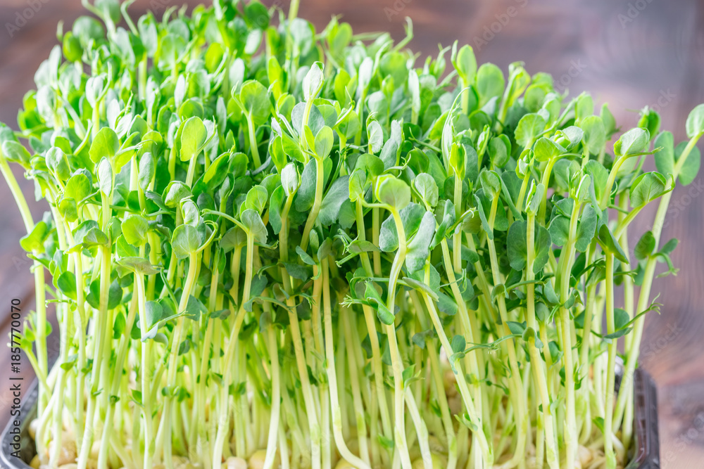 Fototapeta premium Vibrant pea shoots sprouting densely in dark tray against rich wooden background