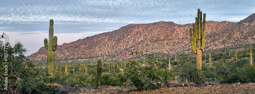 Εκτύπωση καμβά Saguaro cactus in Sonoran Desert landscape panorama