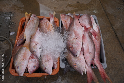 Lutjanus purpureus, the southern red snapper or Caribbean red snapper, is a species of marine ray-finned fish, a snapper belonging to the family Lutjanidae. Fortaleza Fish Market – Ceará, Brazil.