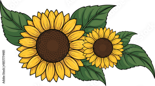 Vector illustration of two vibrant sunflowers with green leaves, botanical floral artwork with yellow petals and brown centers