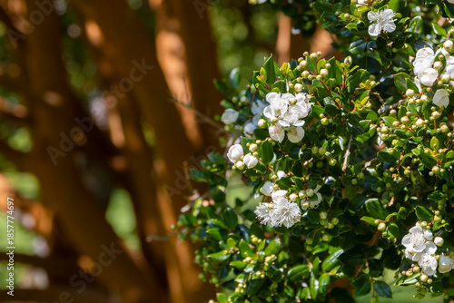 a close-up view at a white flower and buds in front of a brown tree in the Glenarm estate walled garden