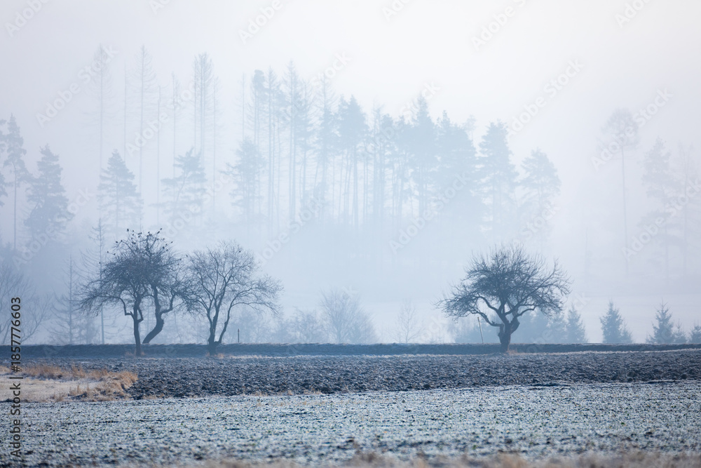 custom made wallpaper toronto digitalThe photo captures a foggy landscape in Highland, Czech Republic, where trees stand against a backdrop of misty forest, and the foreground features plowed fields lightly covered with frost.